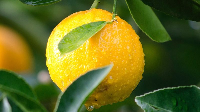 生物创新药CDMO生产厂家：揭秘其背后的技术支撑与行业趋势